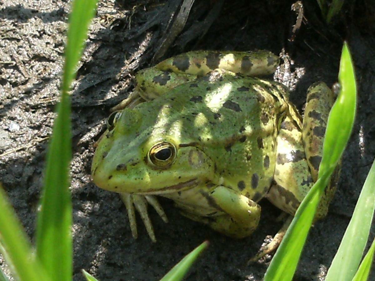 Вилла 98 Petofi Utca Balatonmagyarod Экстерьер фото